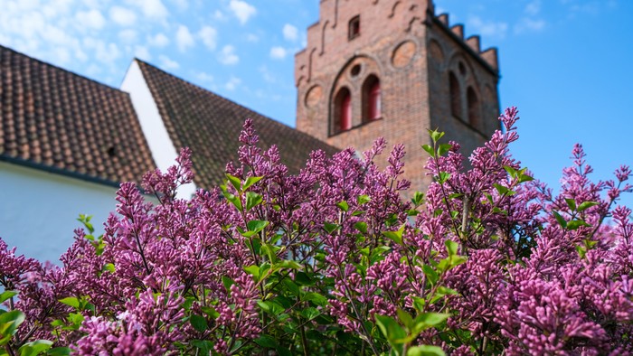 Purpurblomster foran kirke med tårn og tegltagede tag