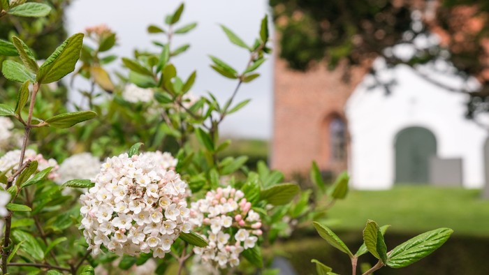 En blomsterbuske med hvide blomster foran et rødt og hvigt kirkebygning