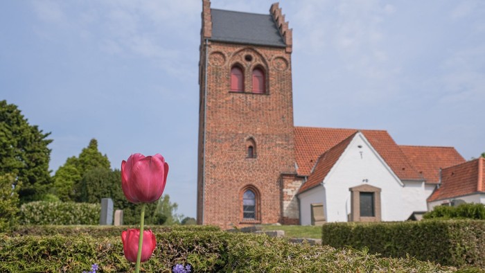 En rød tulipan foran en kirke med klokketårn og hvidt tag
