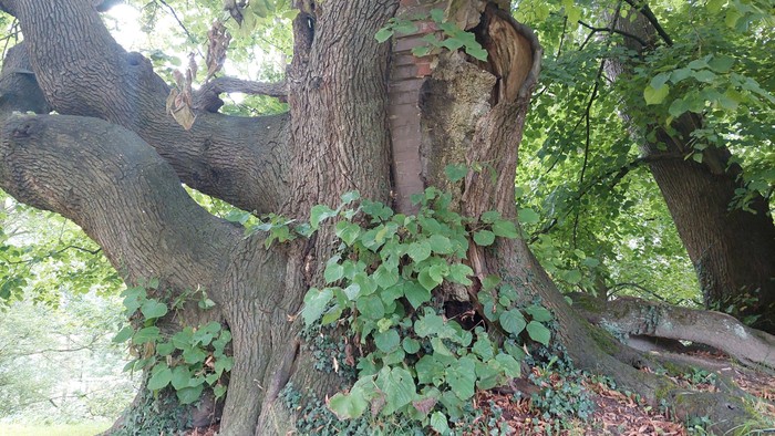 Ein großer Baum mit Schlingpflanzen und Moos am Stamm in einem Wald.