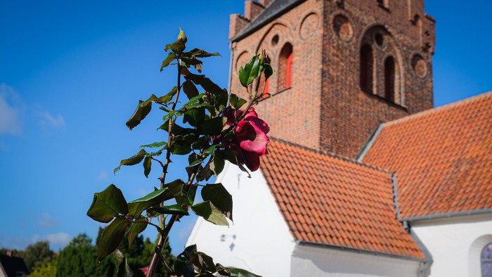 En rød rose foran en kirke med klokketårn og røde tagfliser