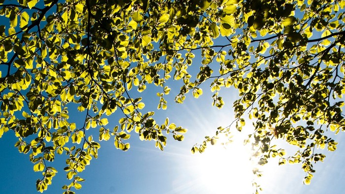 Grønne blade på træ mod solskinn og klar himmel