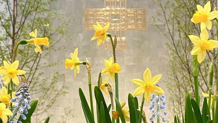 Bild von blühenden Osterglocken mit einem Kreuz im Hintergrund