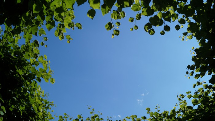 Blätter rahmen den klaren blauen Himmel ein