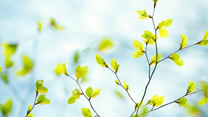 Grønne blad på gren mod et blømt himmel.