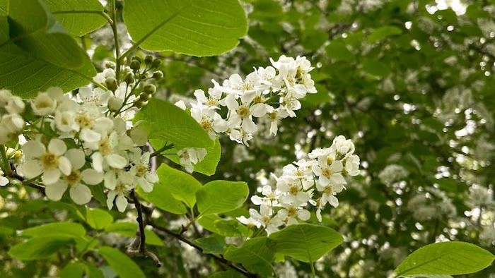 Grønne blade og hvide blomster på træ.