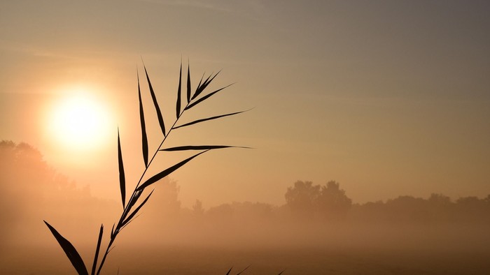 Ein Sonnenaufgang mit Nebel und Schilf im Vordergrund