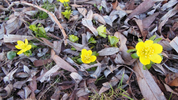 Gulde blomster i mose og løv.