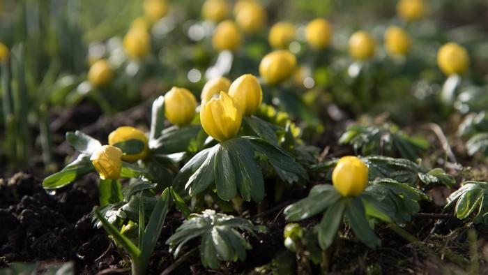 Gulde blomster i grønne blade og jord.