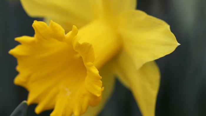 En næsehornlilje med to gule blomster i nærbillede.