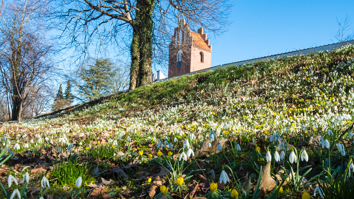 En kirketårn på en bakke med vintergækker og træer