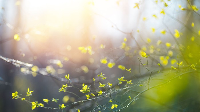 Solskin skiner gennem blomstergrene med gule blomster.