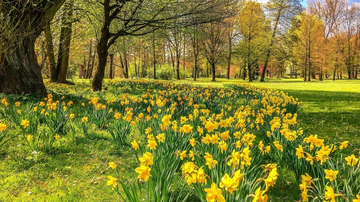 En skog med store mængder gule krokusblomster under træer.