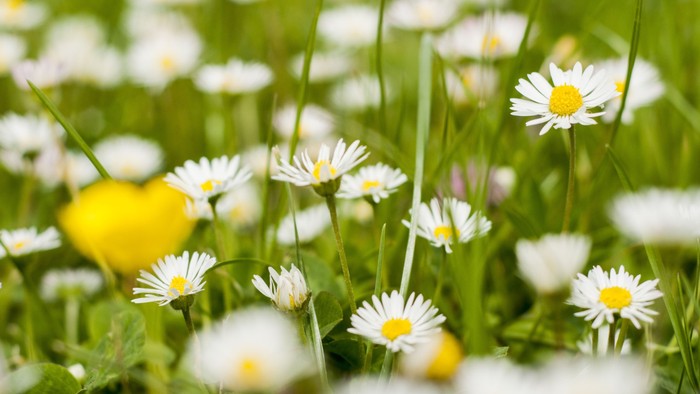 En eng med mange hvide kølerod og en gul blomst.