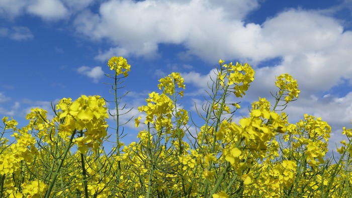 Gulde blomsterstænger under blå himmel med hvide skyer