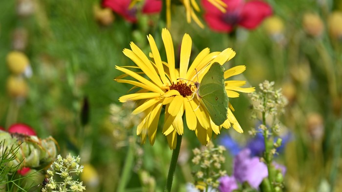 Farverige vilde blomster i frodig grønne omgivelser med klare gule tusindfryd og farverige blomster.