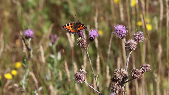 En sommerfugl sidder på en blomst i en blomstereng med flere andre blomster.