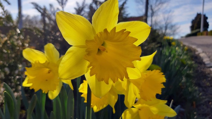 Guldaar med blomster i have.