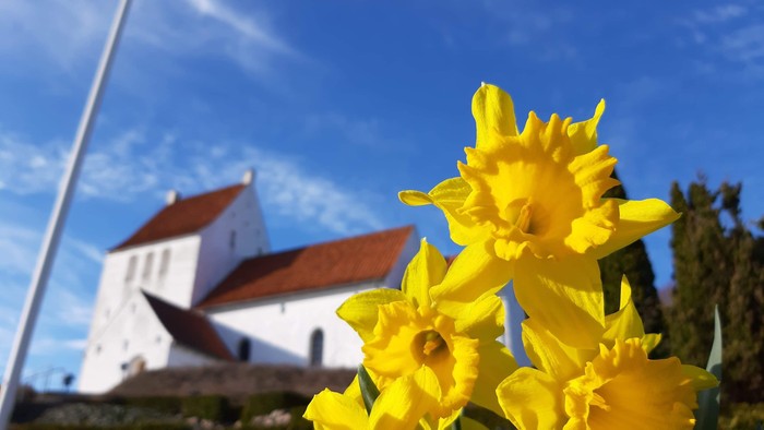 Lyse gule påskeliljer i forgrunden med en historisk hvid kirke under en klar blå himmel.