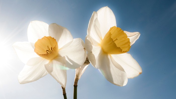 To dvale blomster med gule midter.