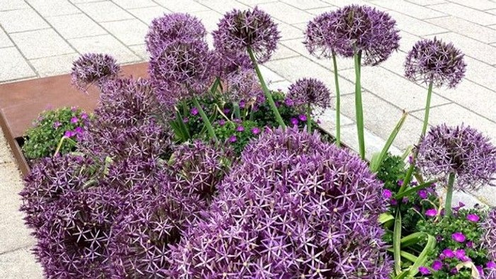 Livlige lilla alliumer og lilla blomster med grønt løv i en frodig havekrukke.