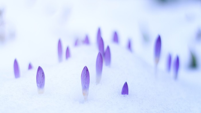 Små violette blomsterknopper gennem snøen