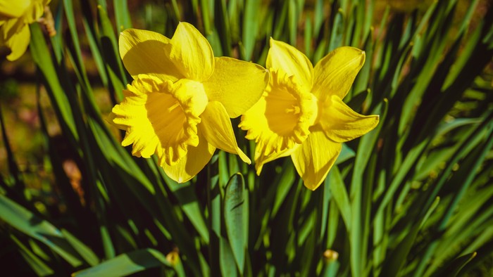 To guldkroner blomster med grønne blade