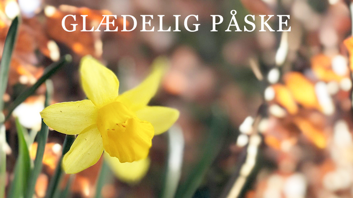 Glad glædelig påske med smukke og lysende narciser