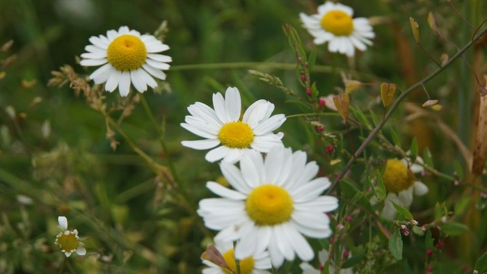 En behåret mark med flere hvide kamilleblomster med gule midter.