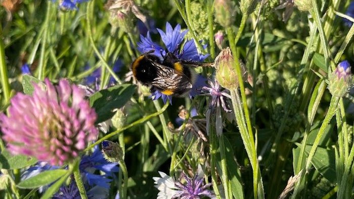 En bi sitter på en blomst i en blomsterhave.