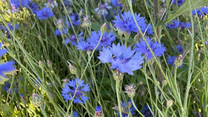 Blå kornblomster i en grøn og blomstrende natur