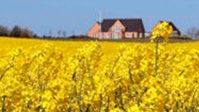 En stor gul blomstereng med et rødt hus i baggrunden