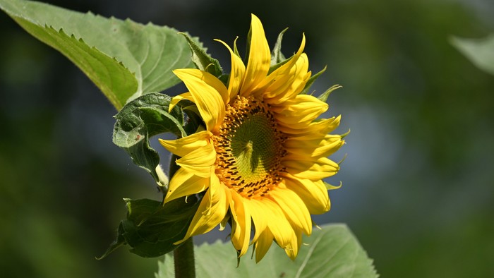 Lysende solsikke, der blomstrer midt i frodigt grønt løv under naturligt sollys.