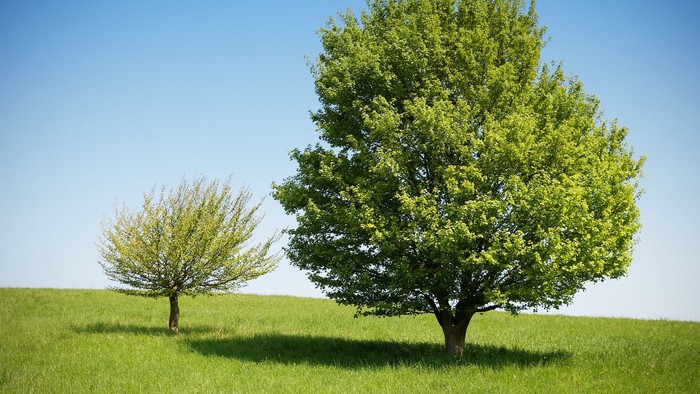 Two trees stand in a grassy field under a clear blue sky.