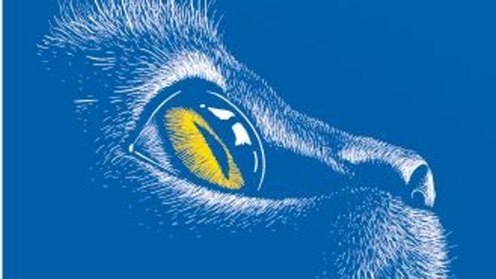 Das Bild zeigt das Auge eines Raubtiers vor einem blauen Hintergrund