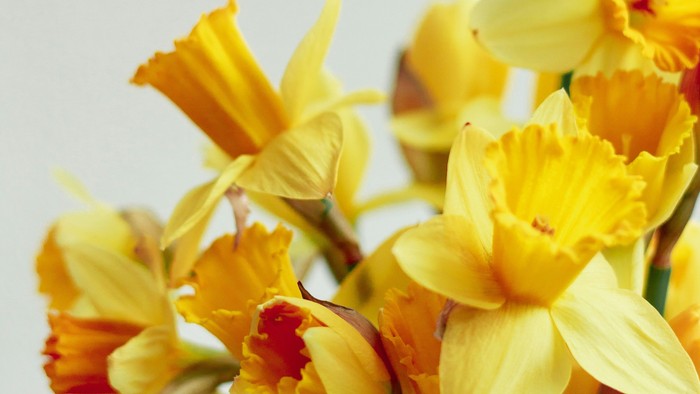 Ein Strauß leuchtend gelber Narzissen in einer Vase