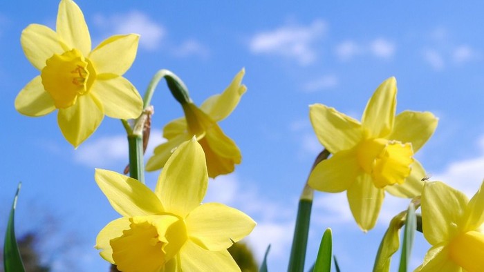 Lyse gule påskeliljer blomstrer livligt mod en klar blå himmel med grønt løv.