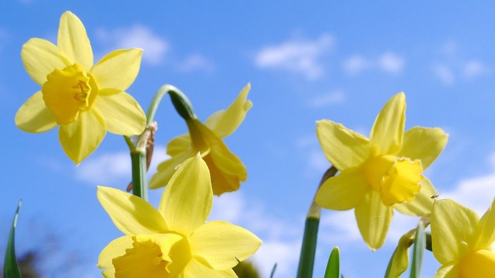 Lyse gule påskeliljer blomstrer livligt mod en klar blå himmel med grønt løv.
