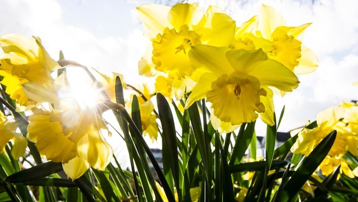 Guldaar med grønne blade under solskin