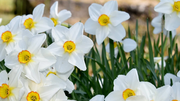 Lyse hvide påskeliljer med gule centre blomstrer på en frodig grøn mark.