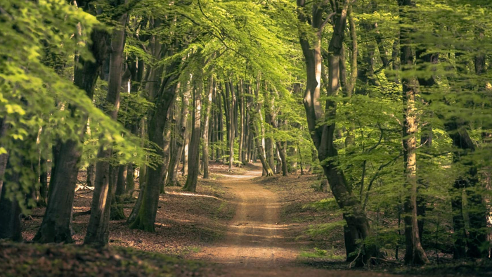 En fredfyldt skovsti, der slynger sig gennem frodige, grønne træer med spredt sollys, der filtrerer gennem kronerne.