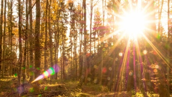Sollys, der filtrerer gennem efterårs skovens træer, skaber en levende, glødende skovscene med farverige linseglimt.