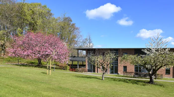 Skovsminde plejecenter med blomstrende japanske kirsebærtræer