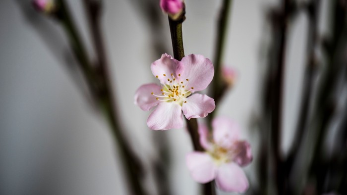 En blomst med blåtonet midte og rosa blader.