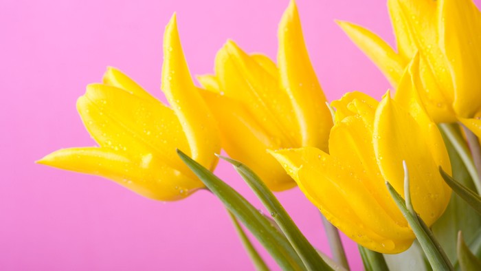 Lysende gule tulipaner med vanddråber mod en blød lyserød baggrund.