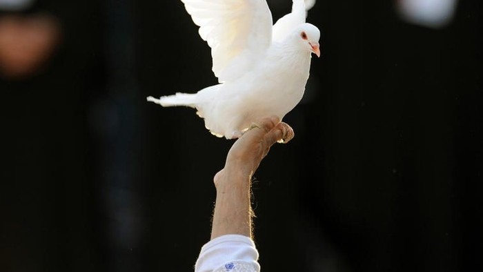 Eine Taube sitzt auf der Hand einer Person.