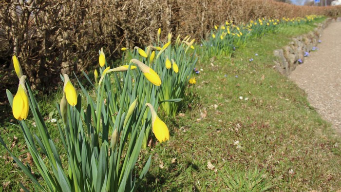 Rækker af påskeliljer på kirkediger ved siden af hæk