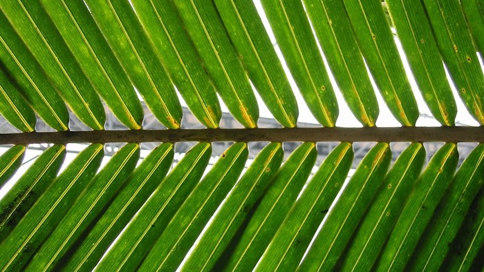 Grüne Palmenblätter im Sonnenlicht