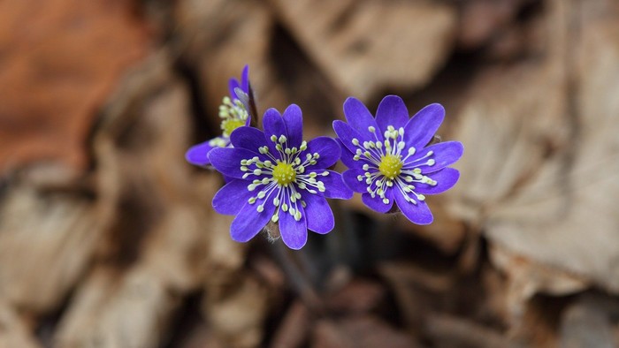 To blå blomster med hvide midter og gule center står op ad en steng.