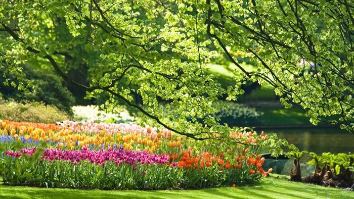 Farverig tulipanhave trives under frodige, grønne, løvfyldte træer nær et roligt vand.